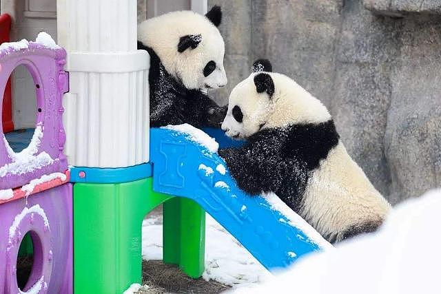 熊猫：奶爸快停车，我还没上去呢！ - 2