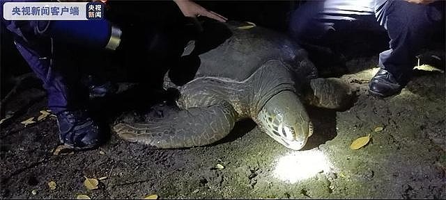 三亚红树林发现200斤患病巨龟：身体虚弱无法爬行、还留着眼泪 - 2