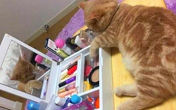 橘猫悄悄借用主人梳妆盒，欲化妆后去撩猫，不想被镜中自己迷倒！ - 4