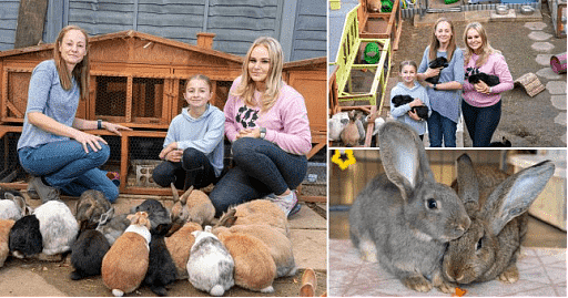 女子为救助的46只兔子打造专属“生活圈” - 1