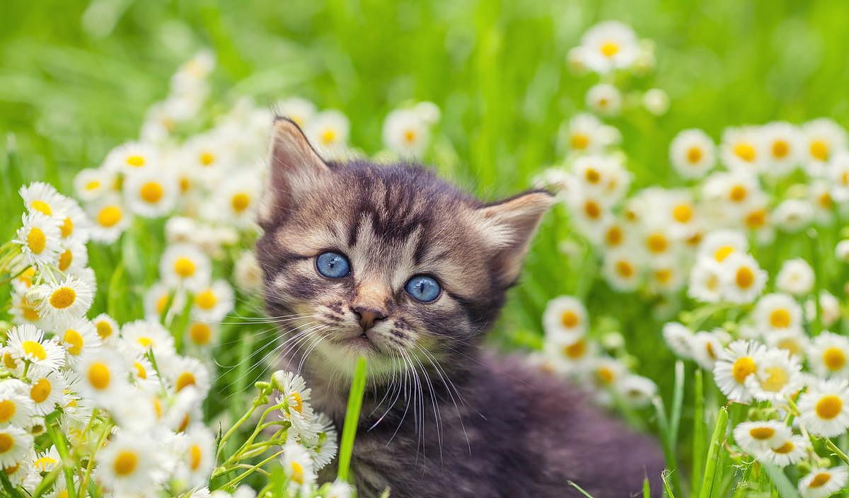 世界最小猫皮堡斯被发现，仅3个鸡蛋大小 - 2