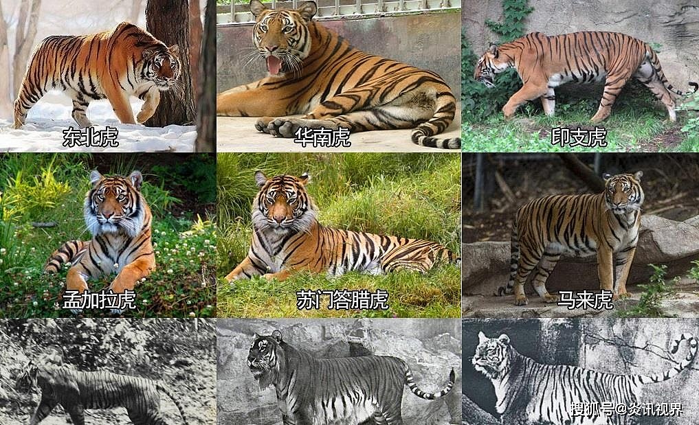 老虎的繁殖与交配：铁汉并没有柔情，冷门的知识又增加了 - 14