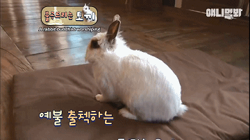 韩国最“佛系”兔子！拜佛两年斩断前尘，戒掉了胡萝卜世俗的欲望 - 3