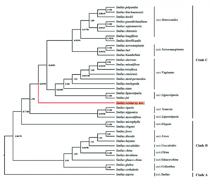 Maximum-likelihood-cladogram-of-the-ptDNA-of-Smilax-weniae-and-34-other-Smilax-species.png