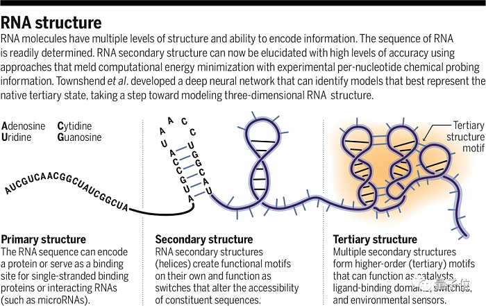 AI预测RNA结构登上Science封面，论文一作已成立药物公司开始招人 - 4