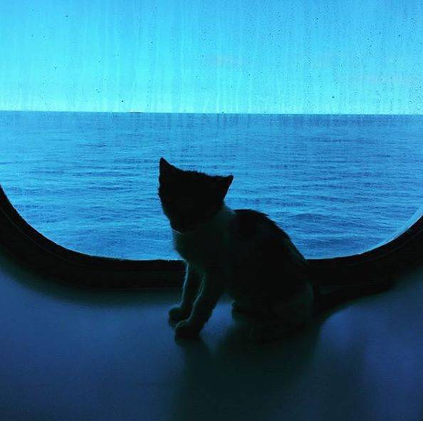 救了小猫却犯愁，因为她在轮船上工作，于是带猫上船 - 4