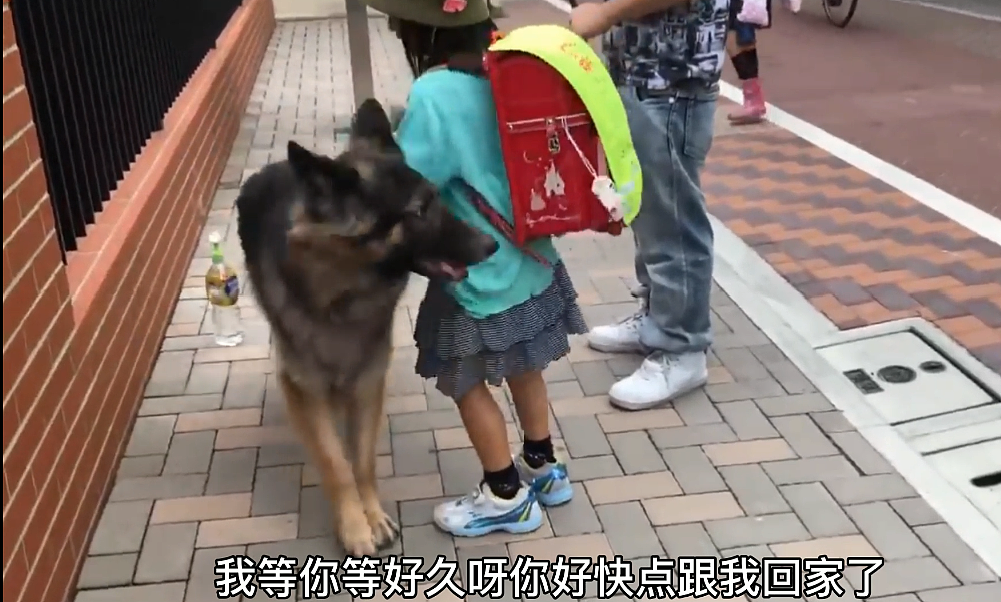 德牧在学校等小主人，边走边回头看她，让人很有安全感啊 - 1