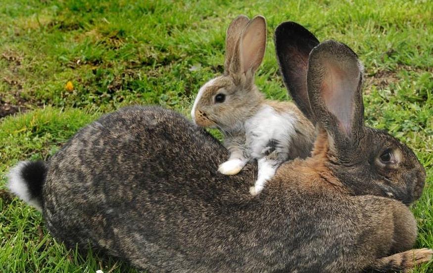 你们知道大流士兔子吗？一只长1.25米的兔子你们会喜欢吗 - 4