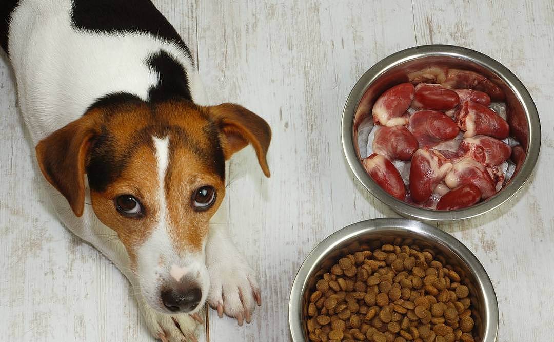 狗狗喜欢的六类食物，随便一种都可以让它“上瘾”！ - 2
