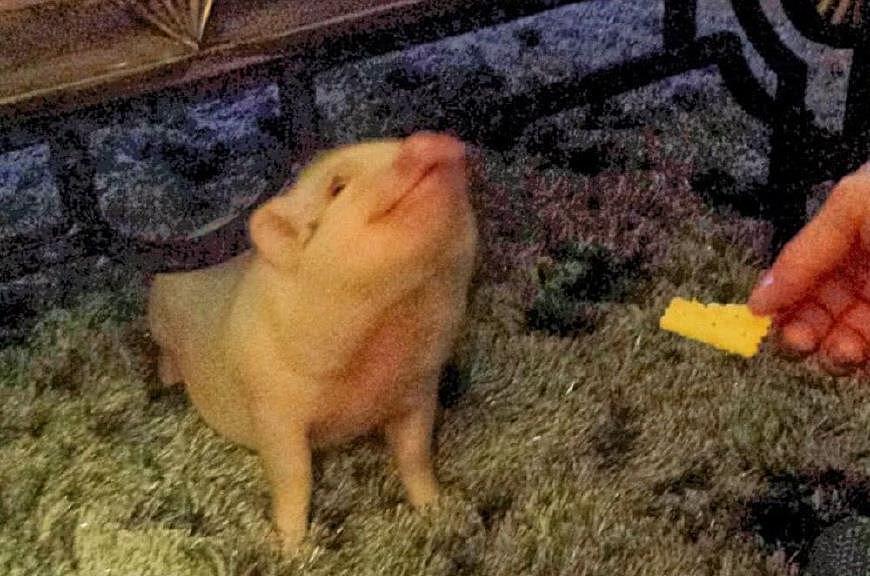 美国女士买了一只“长不大”迷你猪 没想到三年长到二百多斤 - 1