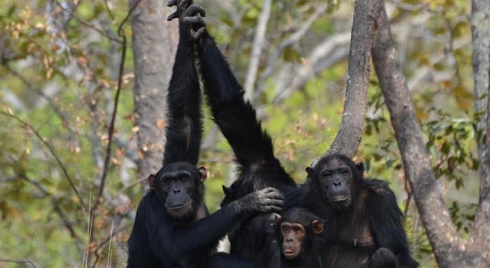 01_group-of-chimpanzees-grooming-1076x588.jpeg