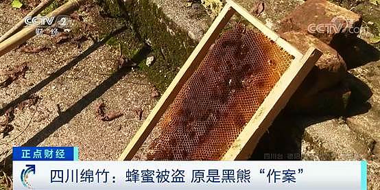 四川绵竹黑熊闯入养殖场偷走17桶蜂蜜，还把监控弄坏了 - 1