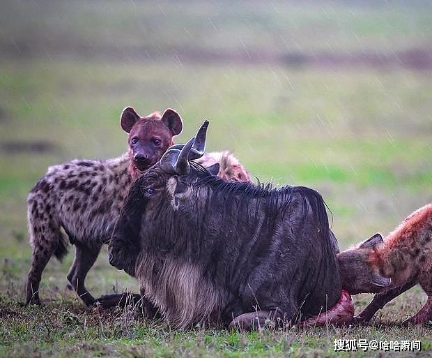 为什么鬣狗会活吃猎物，而狮子却要先杀死猎物再吃？ - 1