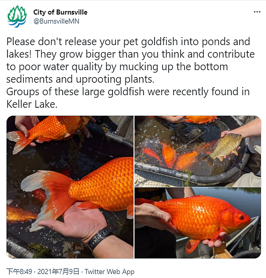 伯恩斯维尔居民发现被扔进湖里的宠物金鱼长到了橄榄球大小 - 2