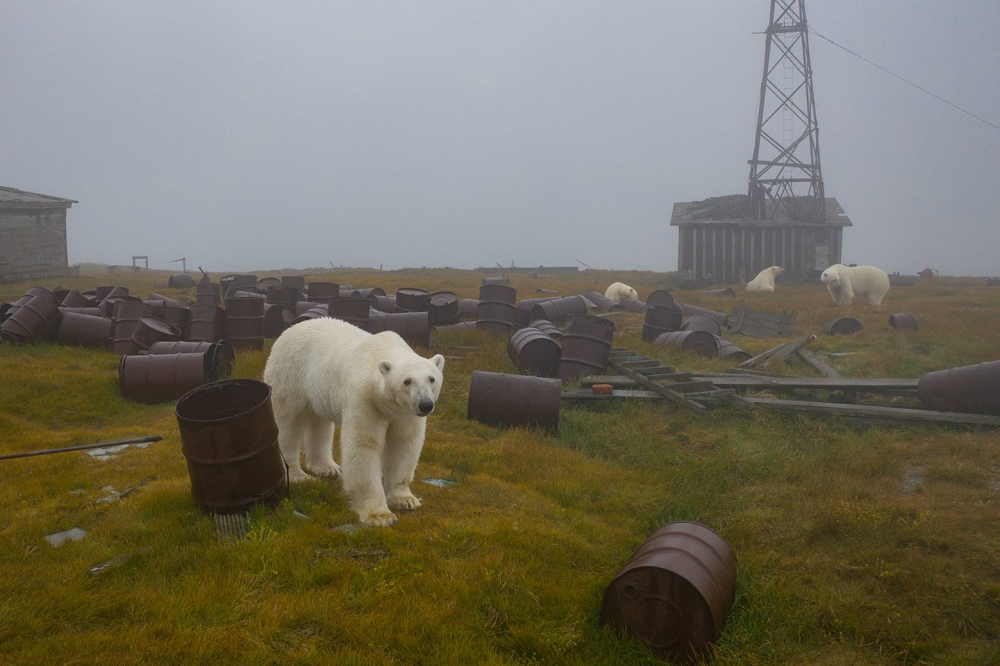 [组图]北极熊占领了废弃岛屿并搬进了空房子里 - 4