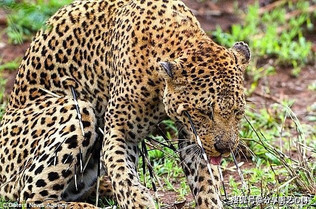 动物园中的东北虎来到非洲草原后的6种可能死法，最后一种最扎心 - 5