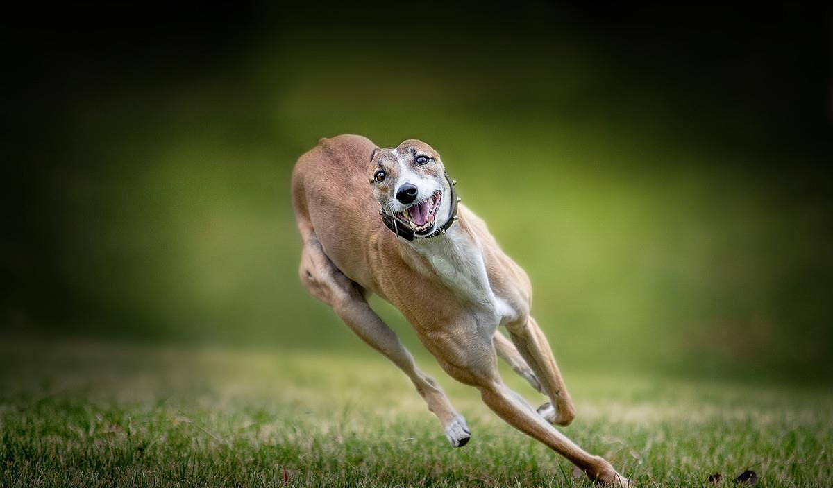 灵缇犬跟猎豹一样快，但却被抓去当赛犬，导致这种狗狗寿命都很短 - 1