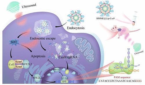 对抗肝癌的新组合：CRISPR基因疗法、超声波和药物 - 2