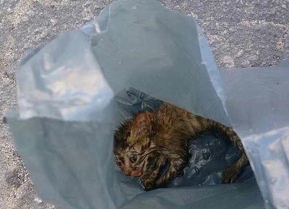网友在垃圾袋里捡到一只全身湿漉漉的小奶猫，果断带回家！ - 1