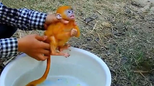 主人给小猴子洗澡，猴子以为溺水了，接下来它的举动让人笑喷！ - 3