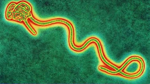 埃博拉是什么病毒 - 1