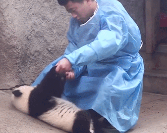 熊猫瘫倒在地，饲养员的反应过于真实：我家缺的是黑白拖把吗 - 4