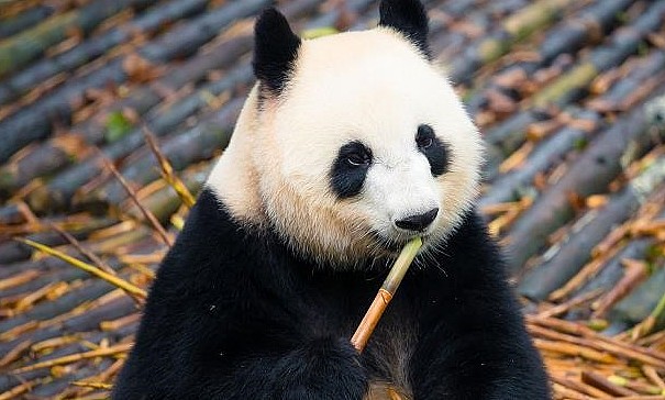 熊猫偷吃竹子被抓包，吓得腿软被拖走，网友：扼住命运的后脖颈！ - 1