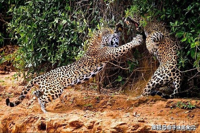 最爱打斗的6种猫科动物：猎豹打斗花拳绣腿，老虎不战死不罢休 - 4