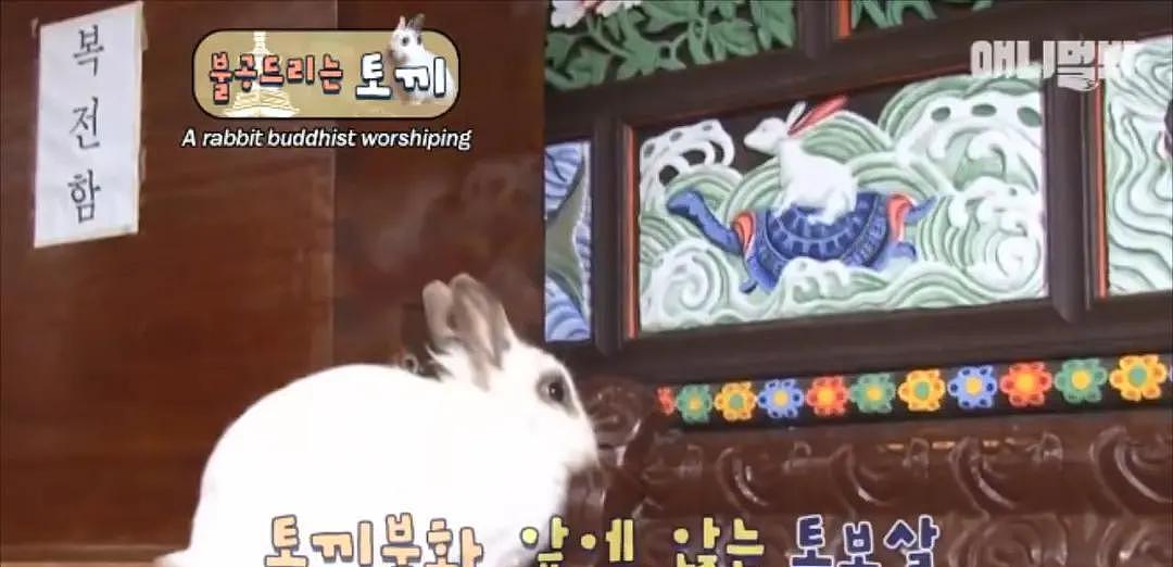 韩国最“佛系”兔子！拜佛两年斩断前尘，戒掉了胡萝卜世俗的欲望 - 16