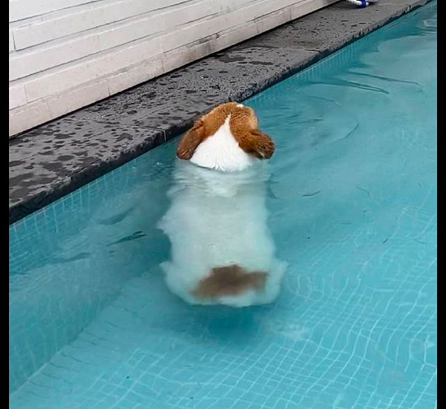 小短腿狗狗在泳池里学游泳，站在水里一动不动，看得出来很努力了 - 1