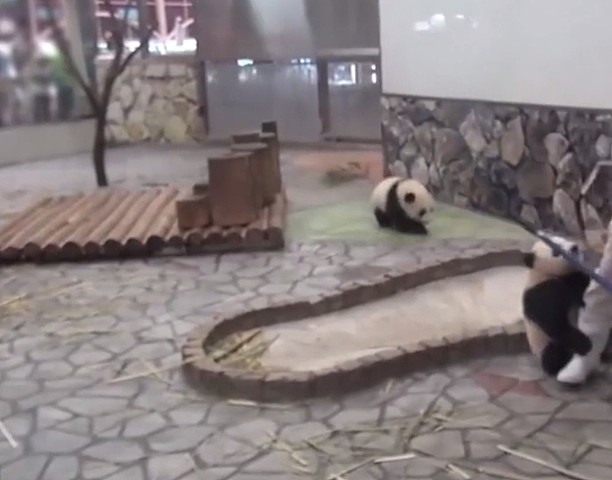 熊猫在日本的生活，过得无法无天，团子：我不听，就要举高高！ - 5