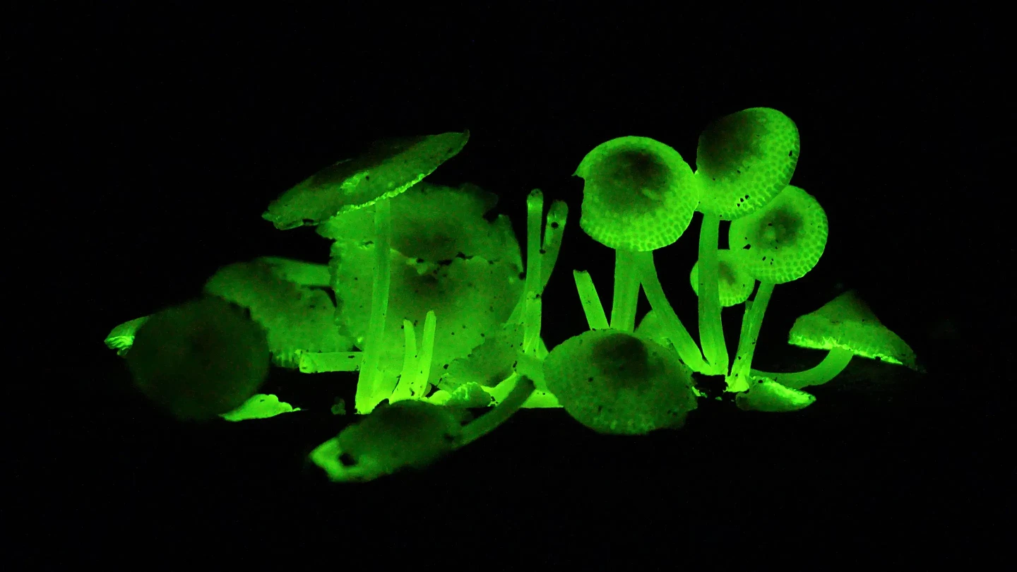 从宿主体内爆炸而出的“僵尸真菌”在科学摄影比赛中脱颖而出 - 9