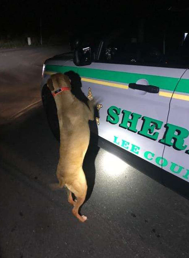 半夜开车巡逻遭狗狗猛敲车门，警察看一眼狗脖子，立刻把它拖上车 - 1