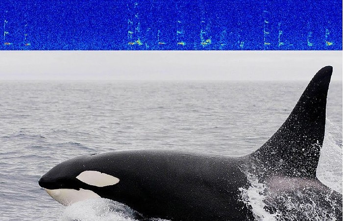 Killer-Whale-Arctic-Ocean-777x501.jpg