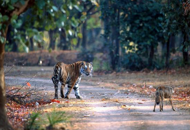 真实记录母老虎大战鬣狗，在丛林之王面前，鬣狗简直不堪一击 - 3