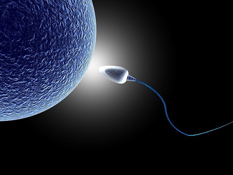 男性长期禁欲，精子“只产不排”，会憋坏身体吗？男女都该了解下 - 4