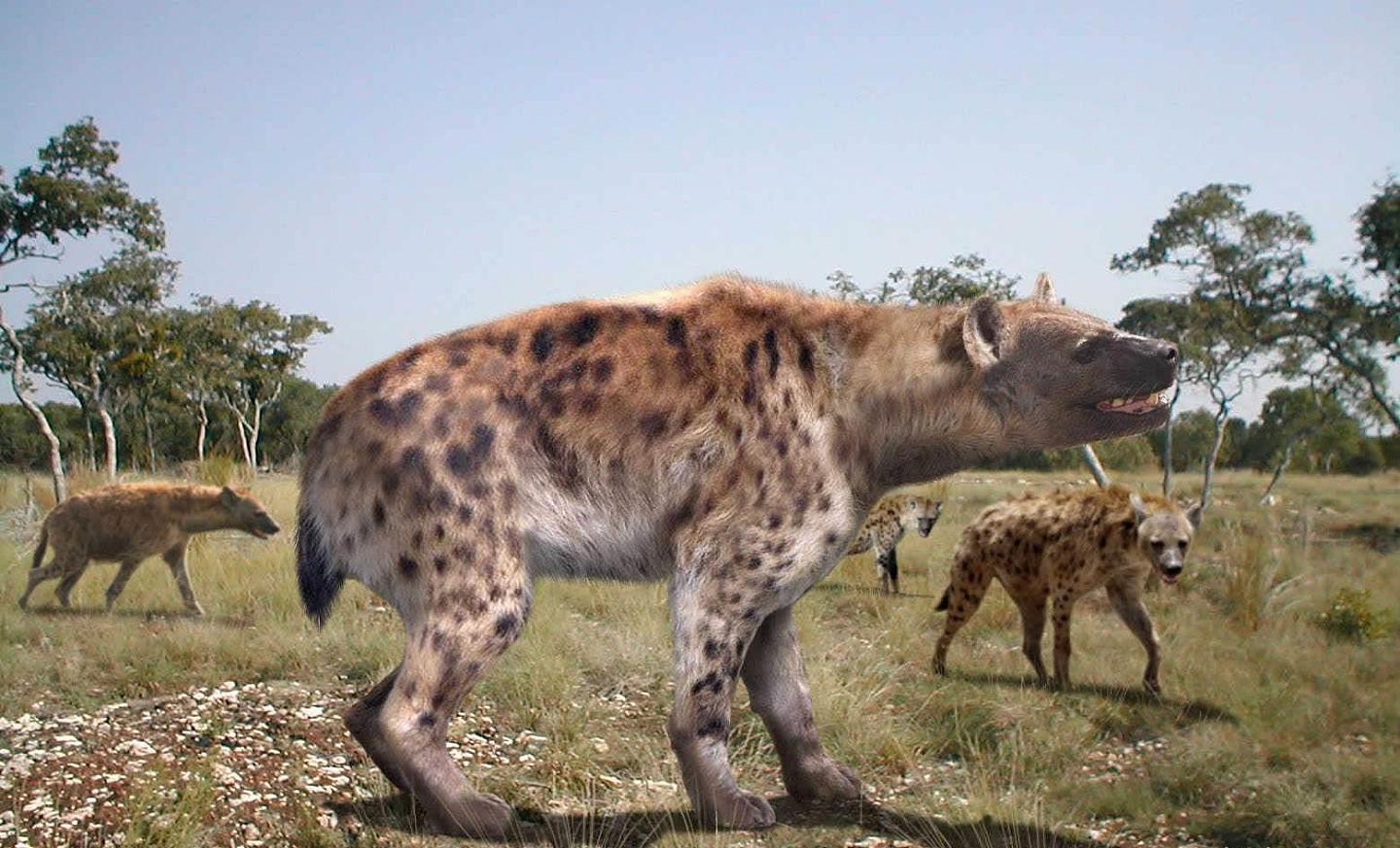 鬣狗的祖先是巨鬣狗，老虎祖先是剑齿虎，狮子的祖先更厉害 - 2