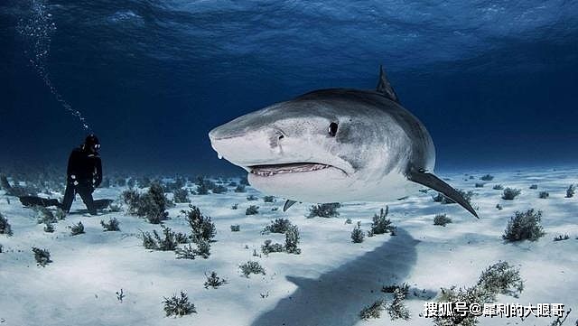 如果见到鲨鱼就揍，鲨鱼是否会演化出，见人就跑的特性？ - 9