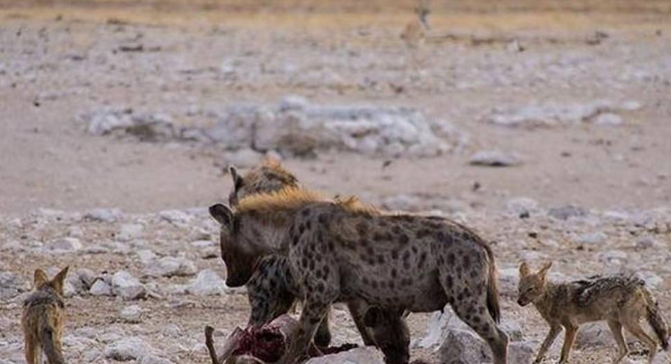 为了一口吃的，鬣狗被5只胡狼围攻，鬣狗被掏得毫无反抗之力！ - 4