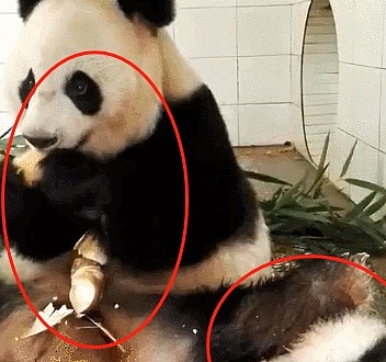 熊猫妈妈劈叉，把宝宝当垫脚石，游客：没人说，根本发现不了 - 2