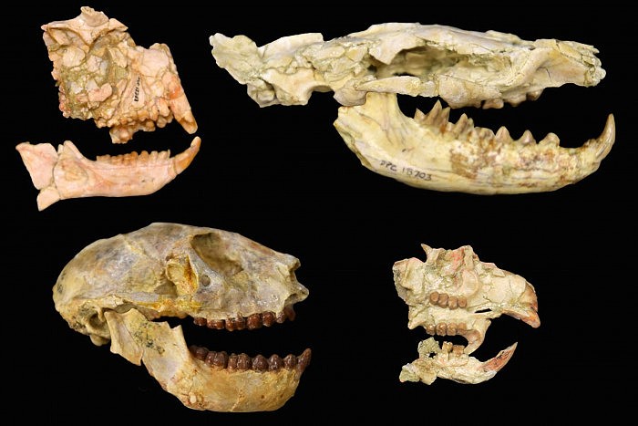 Fossils-of-African-Fauna.jpg
