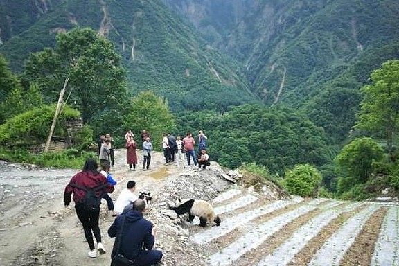 熊猫遛弯走进了村里，却被村民扬言要关进猪圈，慌张的模样笑翻人 - 5