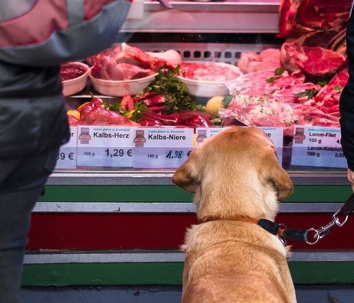 在狗狗眼中，这些地方形同地狱，你家狗狗会怕吗？ - 4