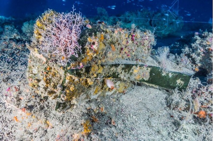 研究发现超过100种不同物种以有2200年历史的沉船为家 - 1