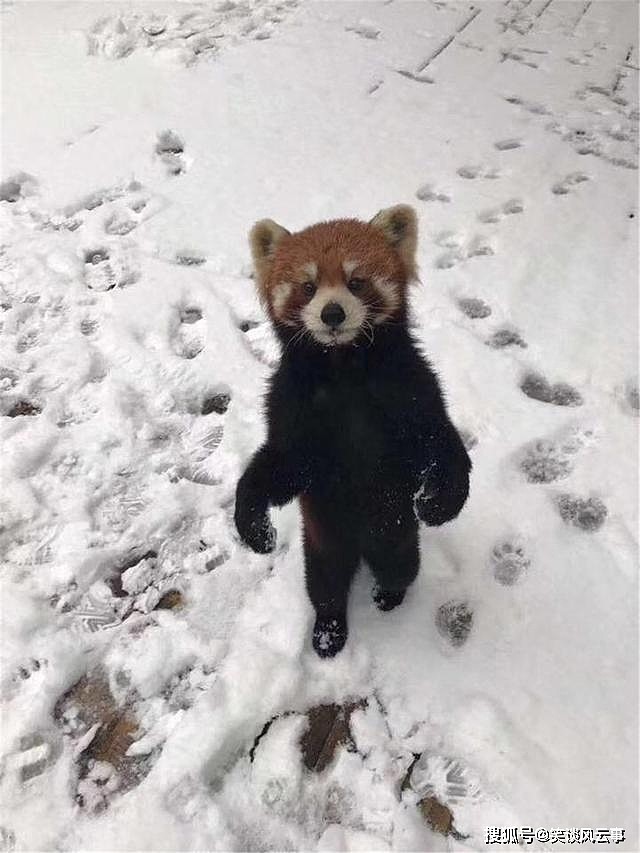 小熊猫雪后觅食，一不小心撞见猞猁，忙举起前肢，想吓跑它 - 5