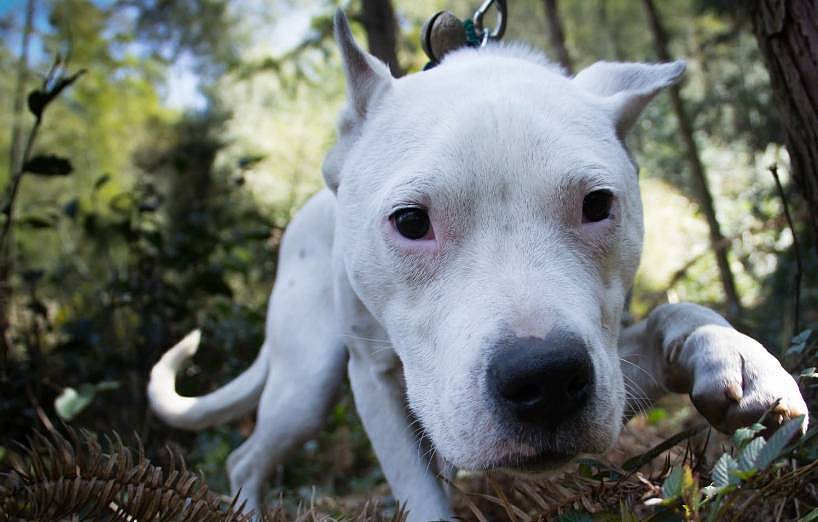 盘点那些被禁养的狗狗，藏獒在内，秋田犬为啥也要求禁养？ - 5