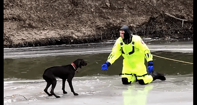 狗狗困在湖面冰上快被冻僵，10名警员赶来救援，跪下一幕让人动容 - 4