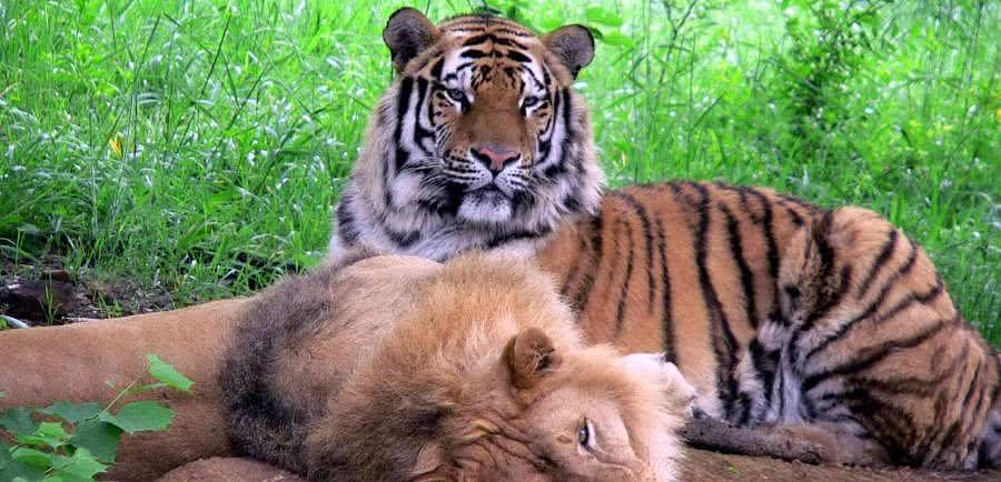 老虎很少吃狼，狮子不吃鬣狗，这是为什么？动物学家说出实情 - 1