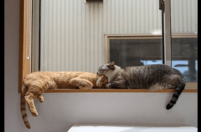 灰猫趴在橘猫的身上，乍看还以为是要吃掉对方的头，有点吓人呀！ - 1