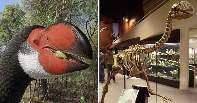 人类偷蛋造成远古澳洲巨鸟灭绝 - 3